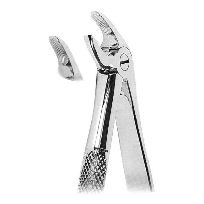 Lower Incisors And  Canies